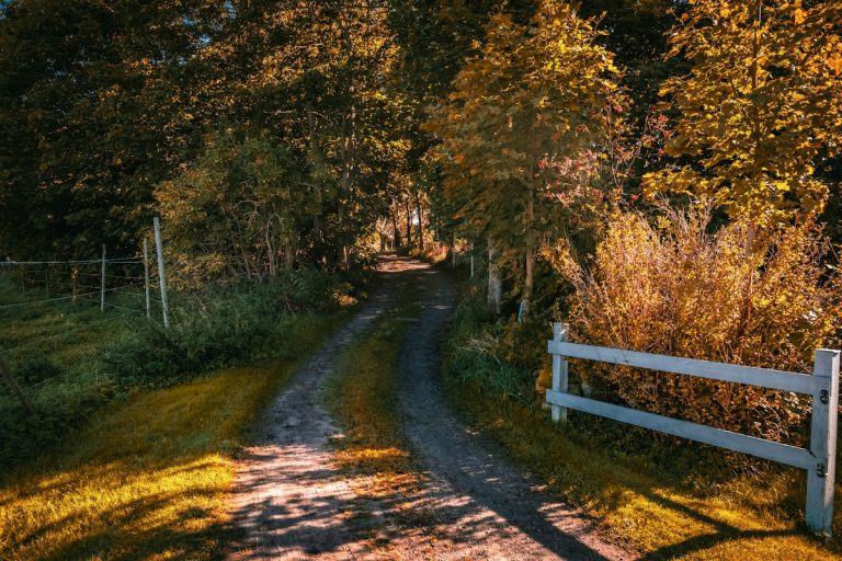 Illustrative rural driving setting, an unpaved road through autumn trees