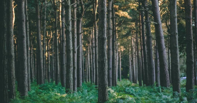 Gulfstream Champions Eco-Friendly Aviation Innovations